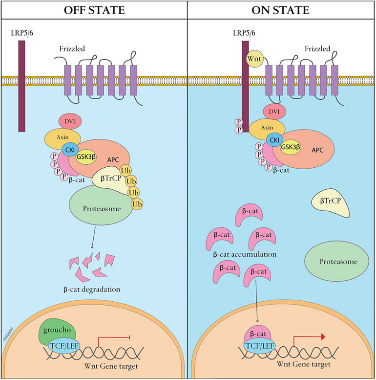 FIGURE 2