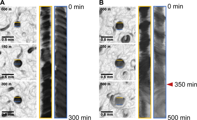 Fig 6