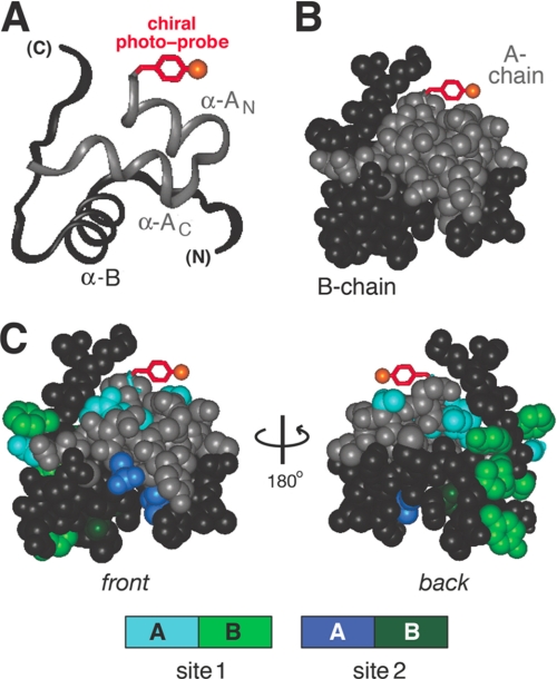 FIGURE 5.