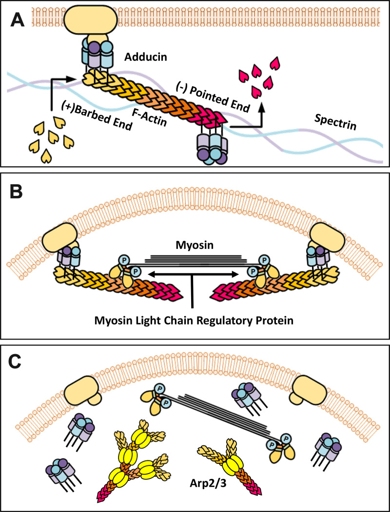 Figure 11.