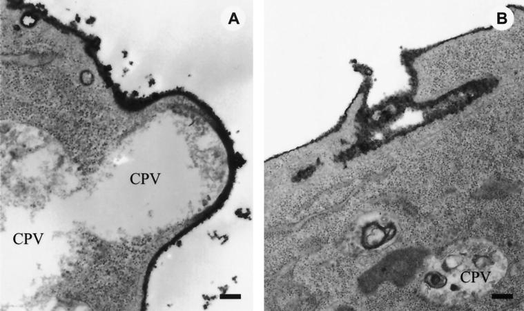 FIG. 7