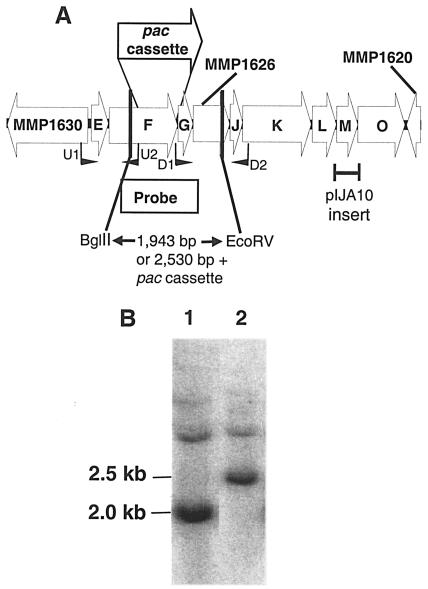 FIG. 1.