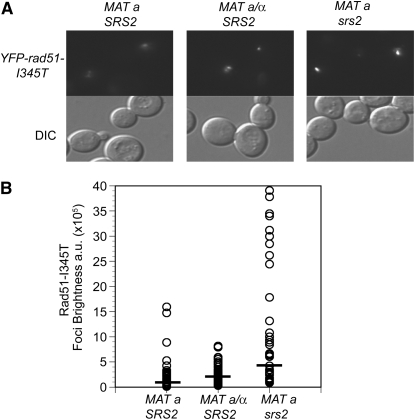 Figure 6.—