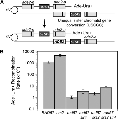 Figure 5.—