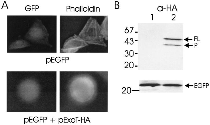 FIG. 1