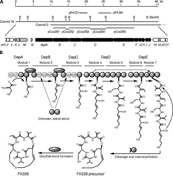 FIG. 2.