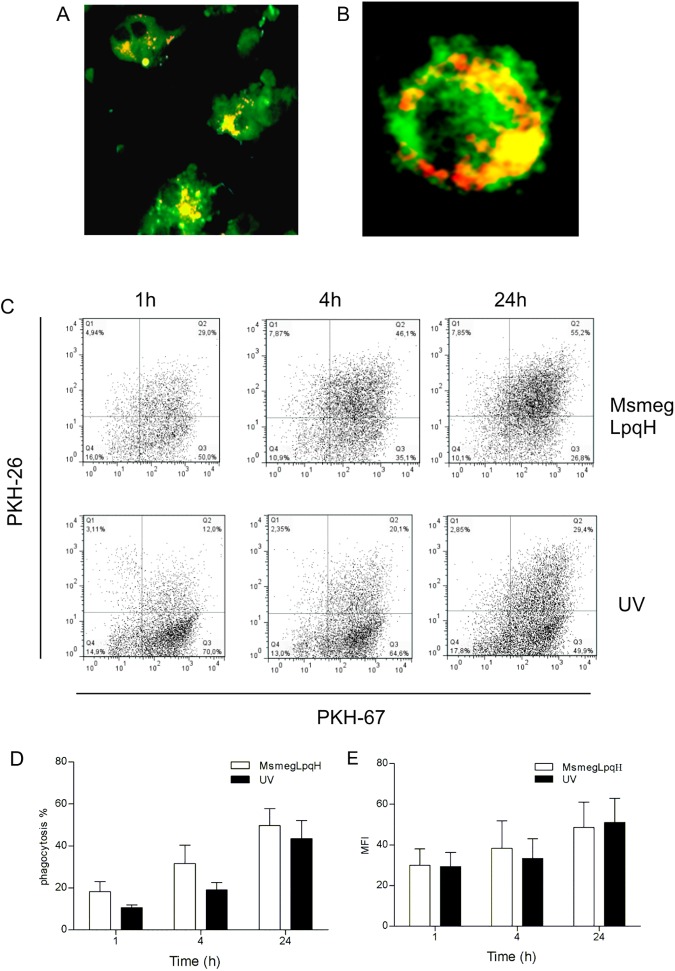 Fig 3