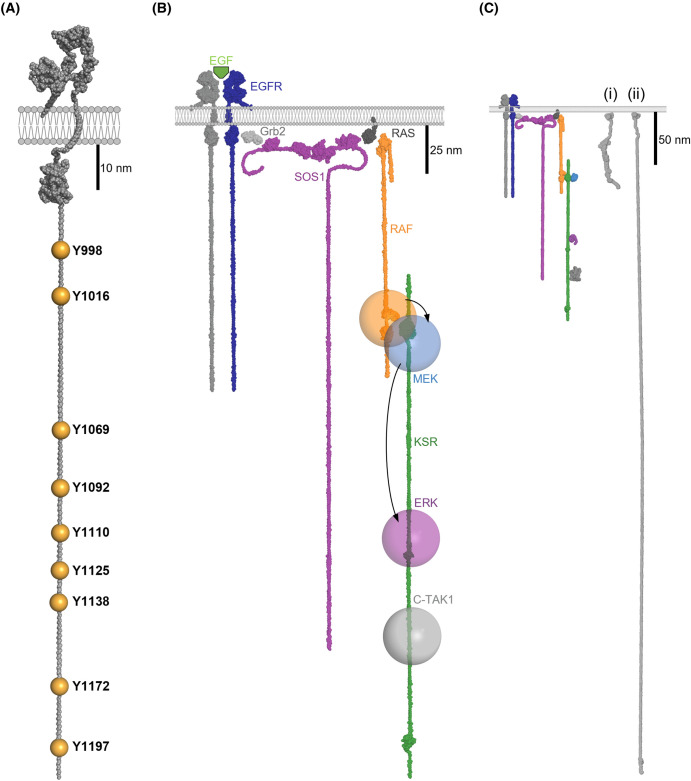 Figure 2.