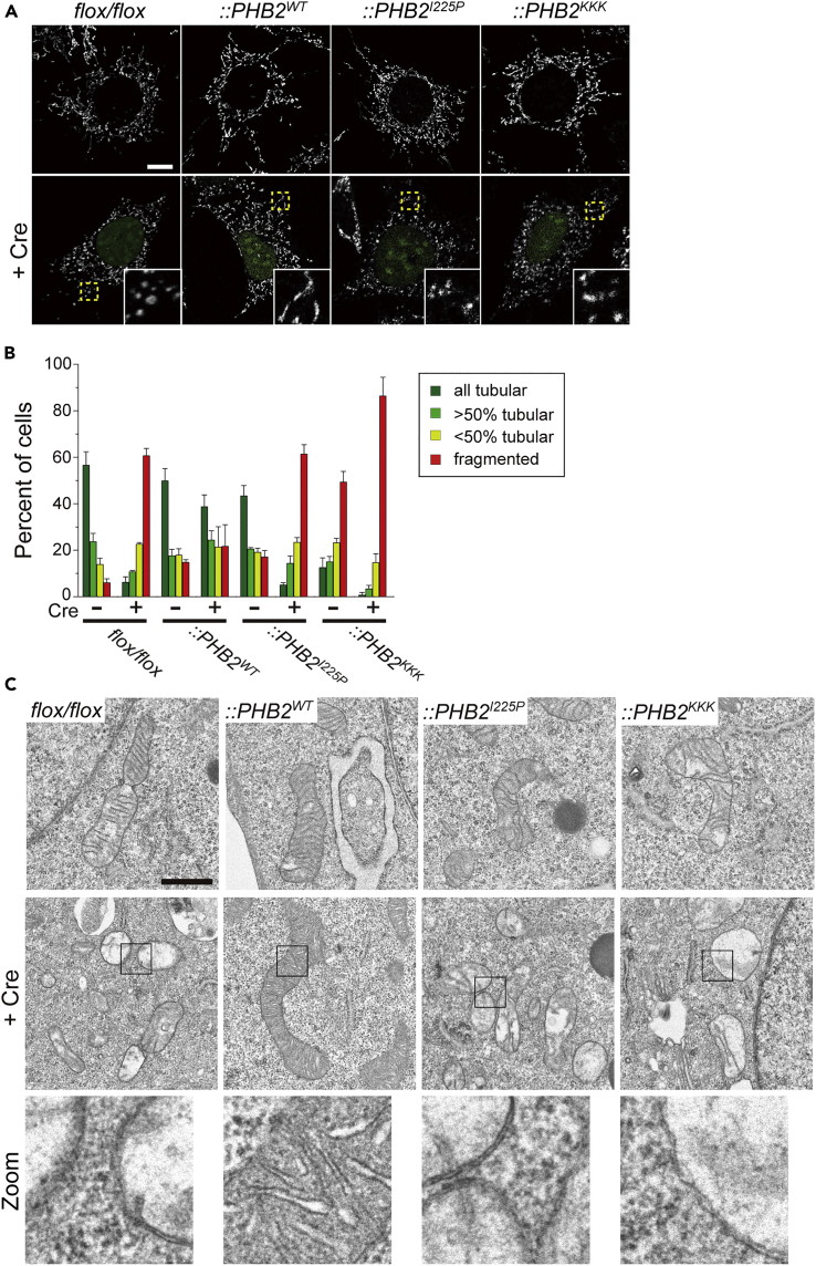 Figure 3