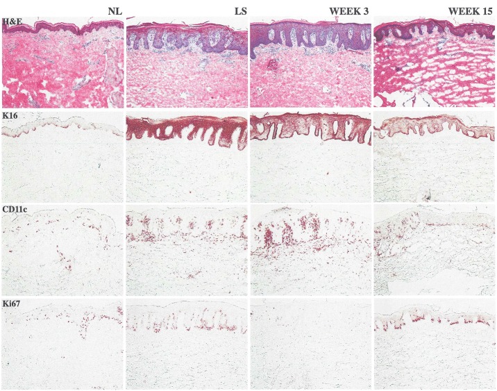 Fig 5