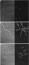 FIG. 9.