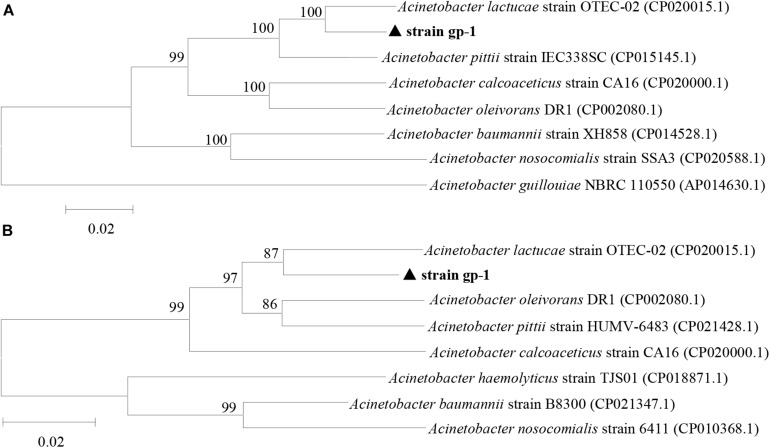 FIGURE 6