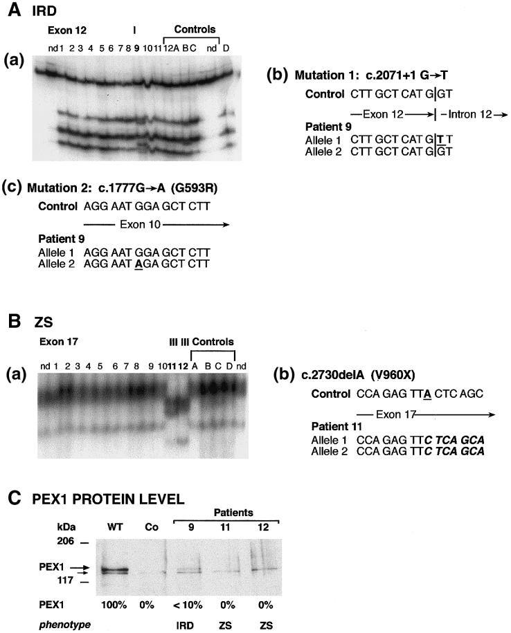 Figure  2