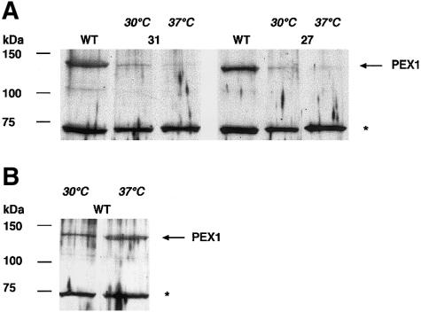 Figure  3