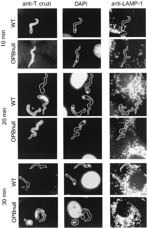 FIG. 3