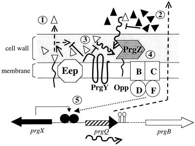 FIG. 1.