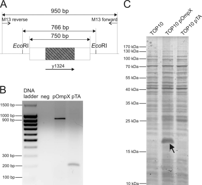 FIG. 4.