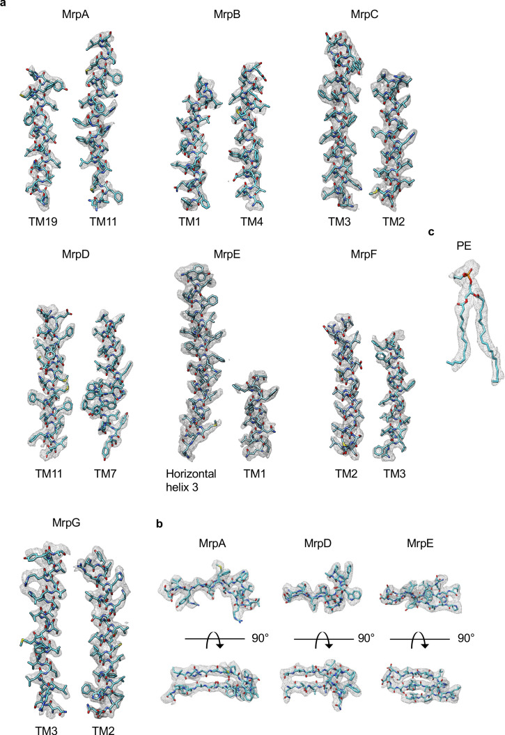 Figure 1—figure supplement 4.