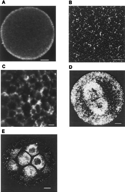 FIGURE 9.