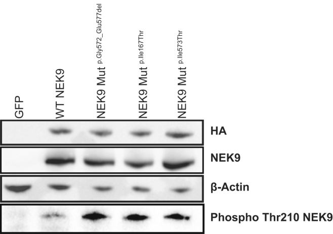 Figure 3