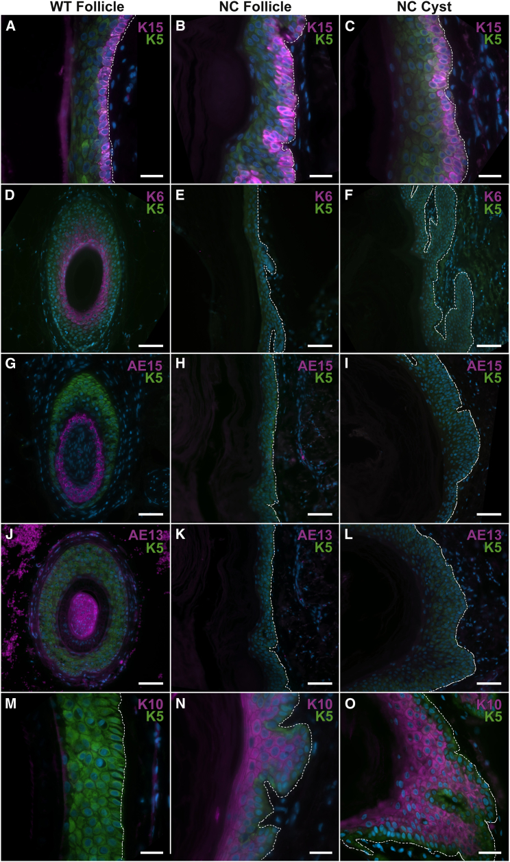 Figure 4