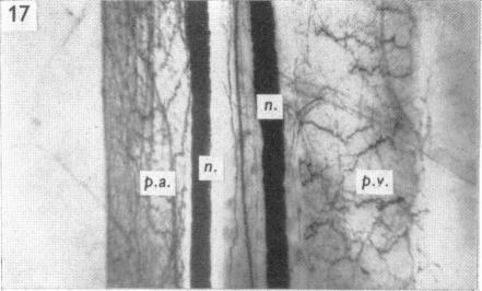 Fig. 17