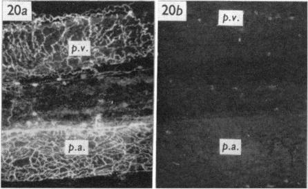 Fig. 20