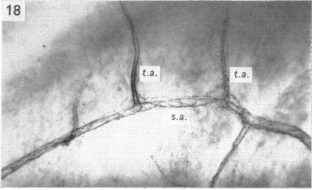 Fig. 18