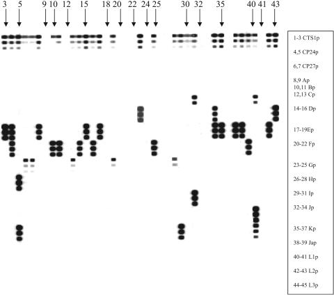 FIG. 2.