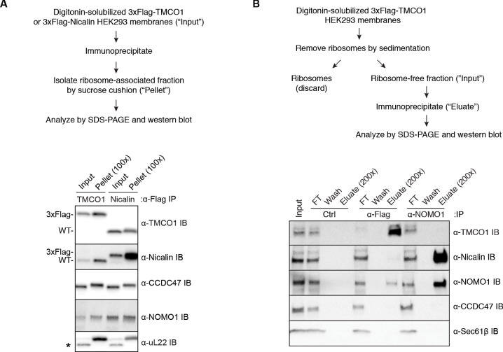 Figure 1—figure supplement 1.