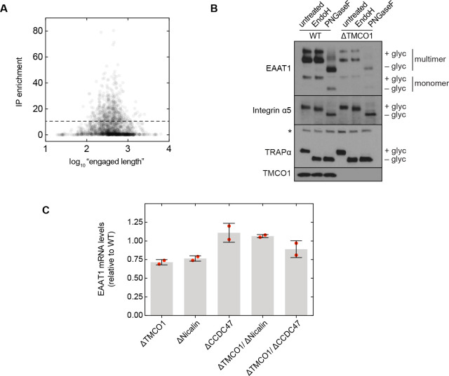 Figure 5—figure supplement 1.