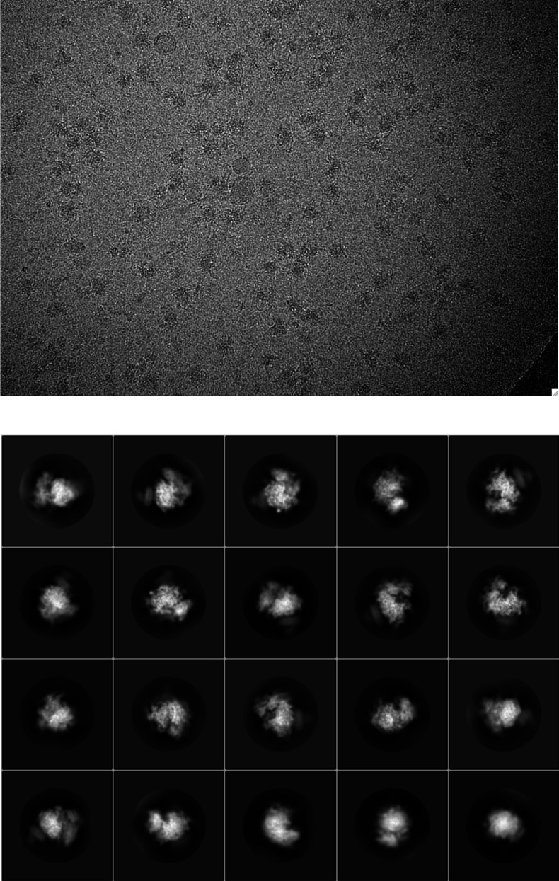 Figure 2—figure supplement 2.