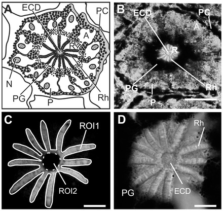 Fig. 2.