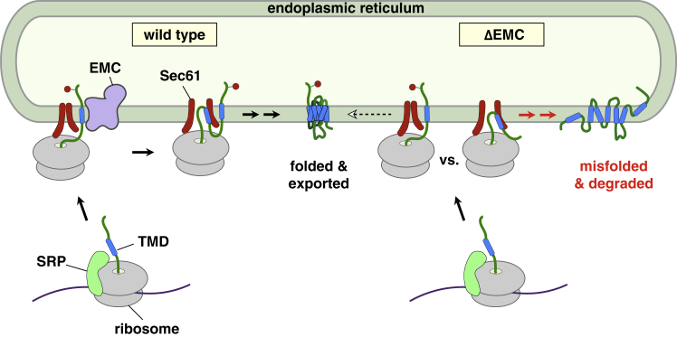 Figure 7