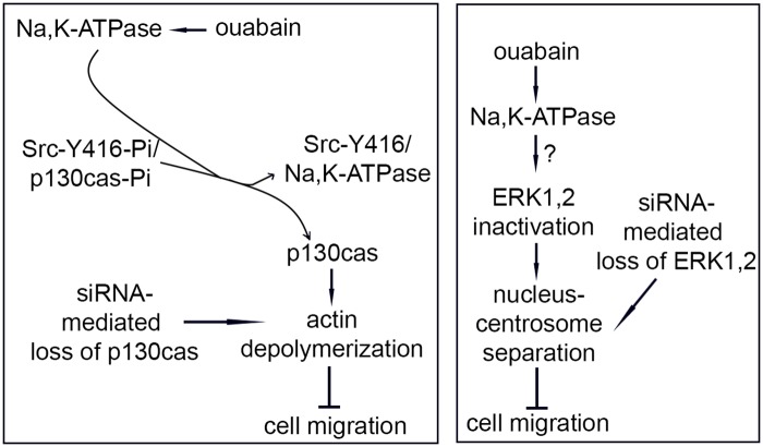 Fig 7