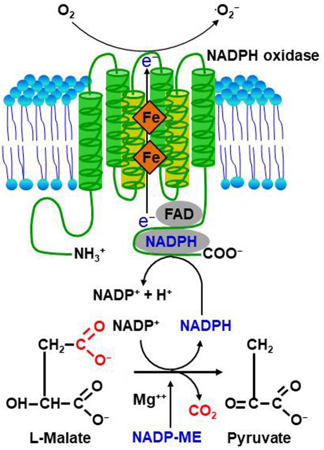 FIGURE 1