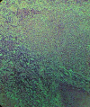 Fig 5