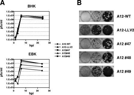 FIG. 2.