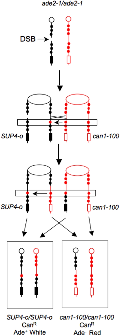 Figure 8