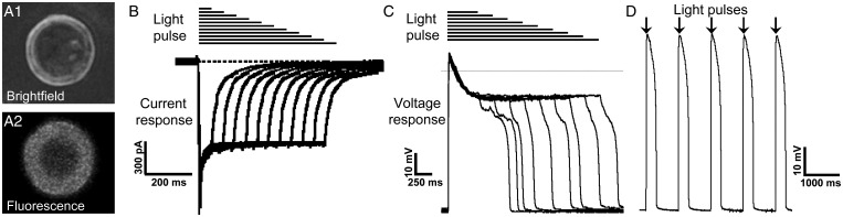 Figure 5