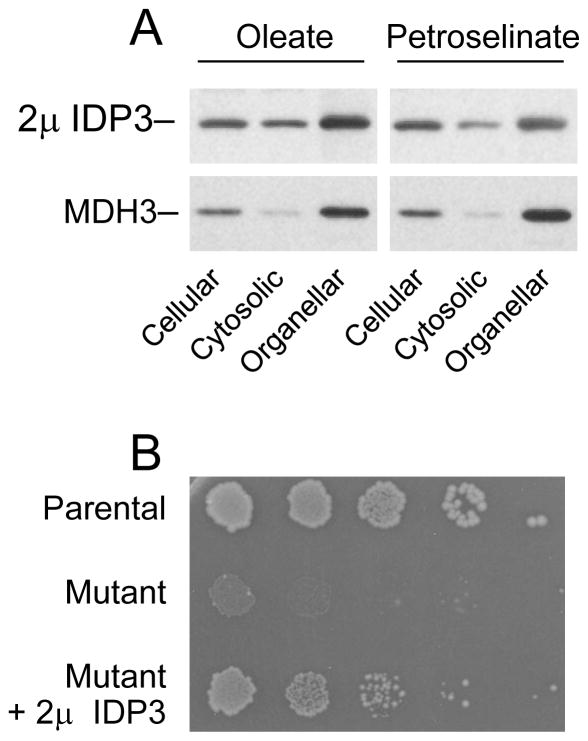 Fig. 11