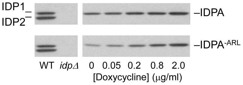 Fig. 8