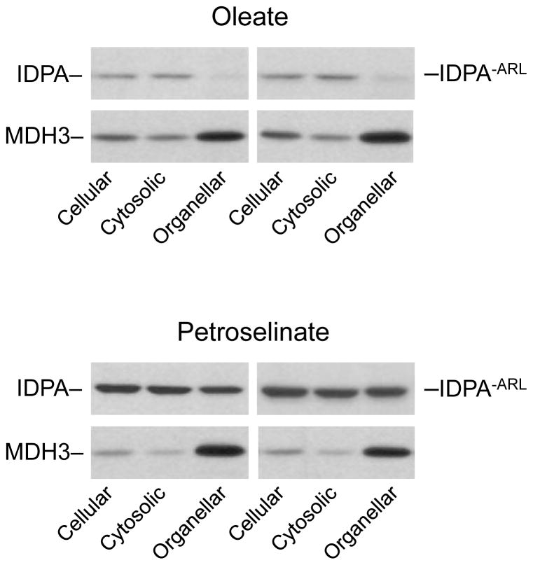 Fig. 9