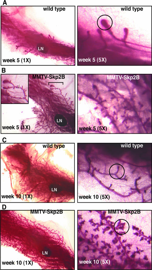 FIG. 4.