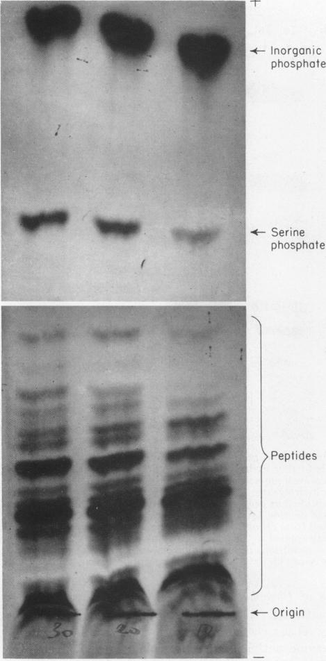 graphic file with name pnas00216-0130-a.jpg