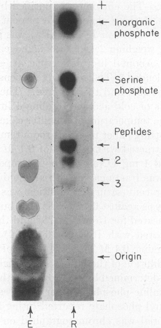 graphic file with name pnas00216-0128-a.jpg