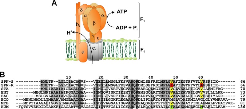 Fig 4