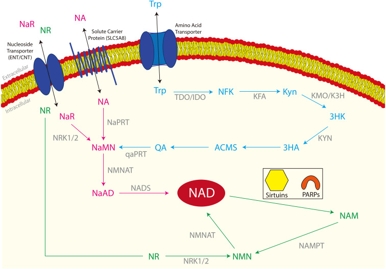 Fig. 1.