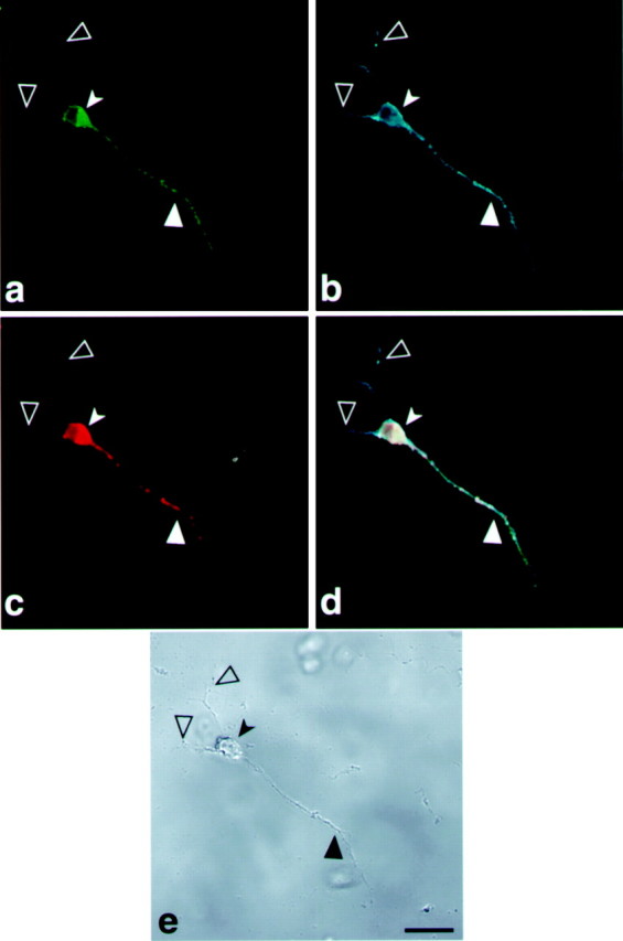 Fig. 10.