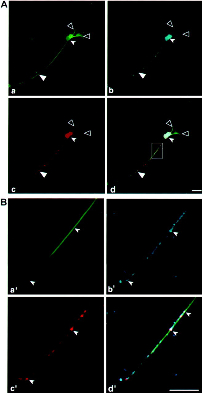 Fig. 6.